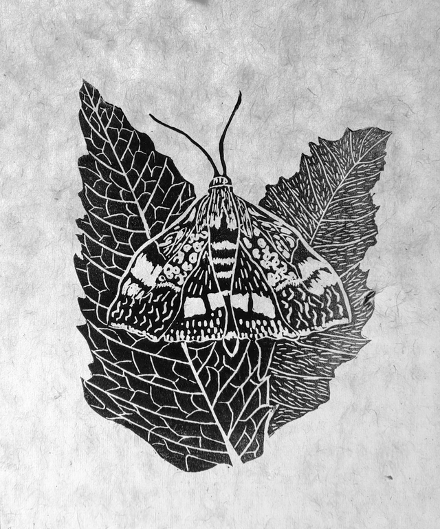 Mint Moth