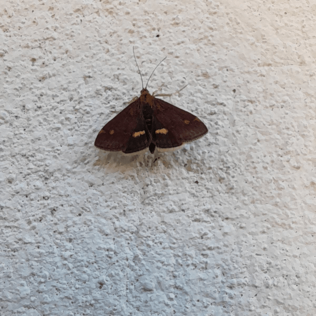 Mint Moth