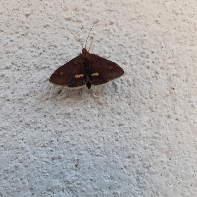 Mint Moth