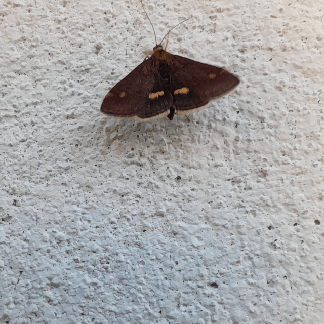 Mint Moth