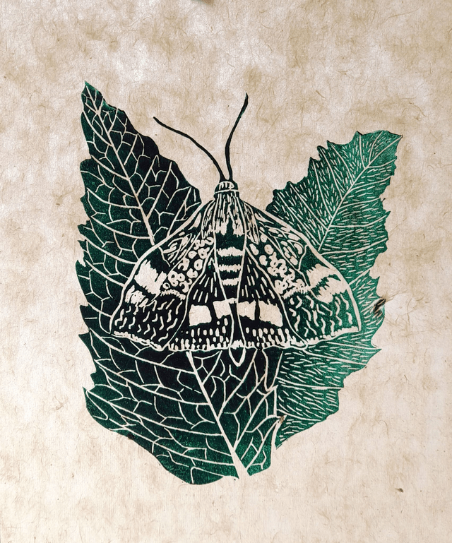 Mint Moth