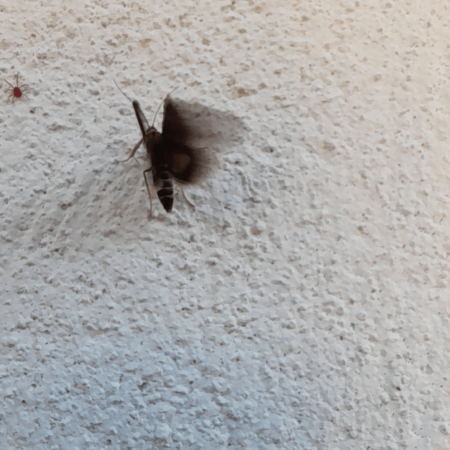 Mint Moth